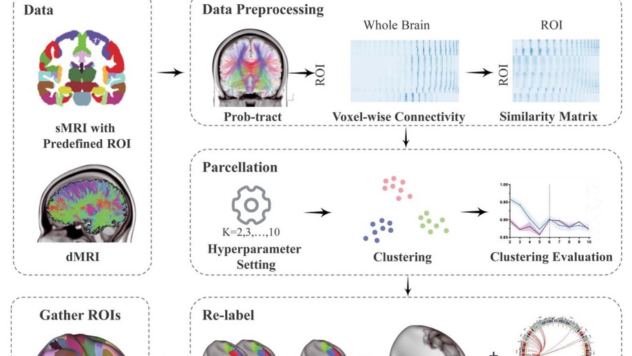 Brainnetome Atlas of Preadolescent Children based on Anatomical Connectivity Profiles